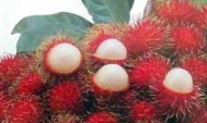 tmf rambutan